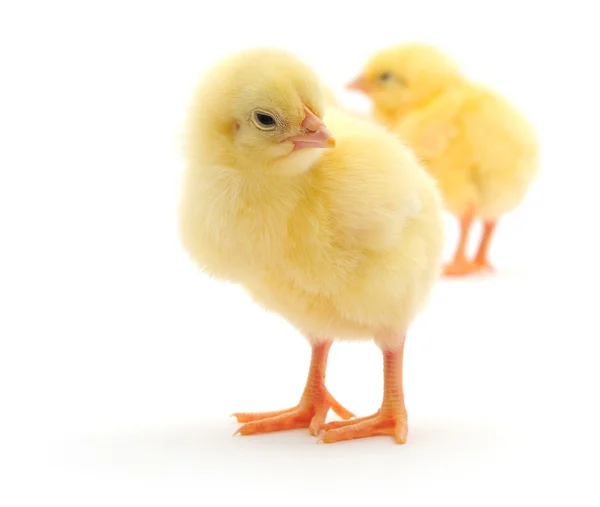 Gelbe Hühner — Stockfoto