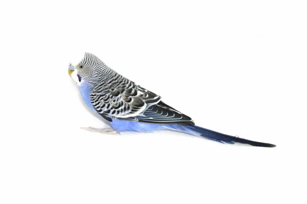 Wavy parrot — Stock Photo, Image