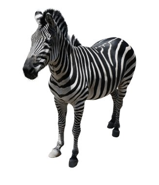 Wild Zebra clipart