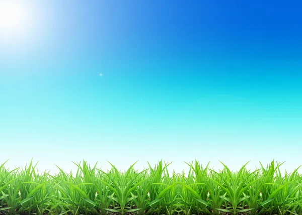 Gökyüzüne karşı yeşil çimen — Stok fotoğraf