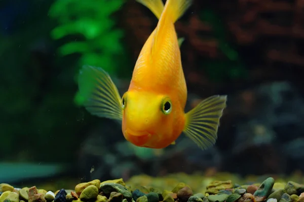 stock image Goldfish