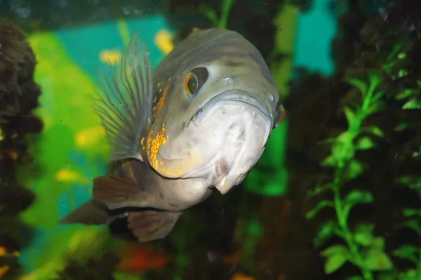 Большая рыба в аквариуме — стоковое фото