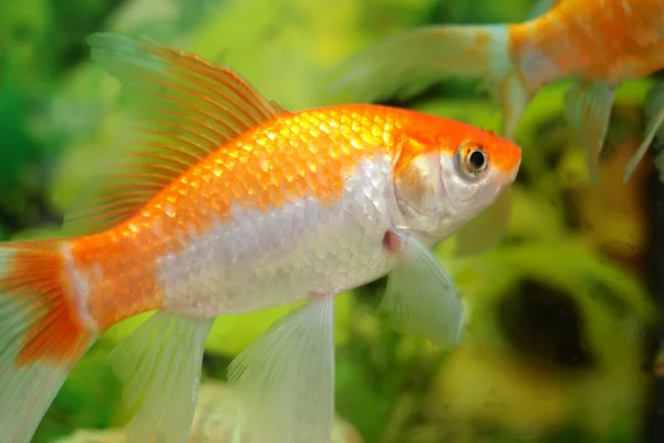 stock image Aquarium fish