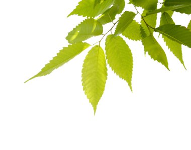 Leaves on white clipart