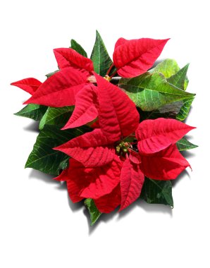 Indoor plant with red and green leaves clipart