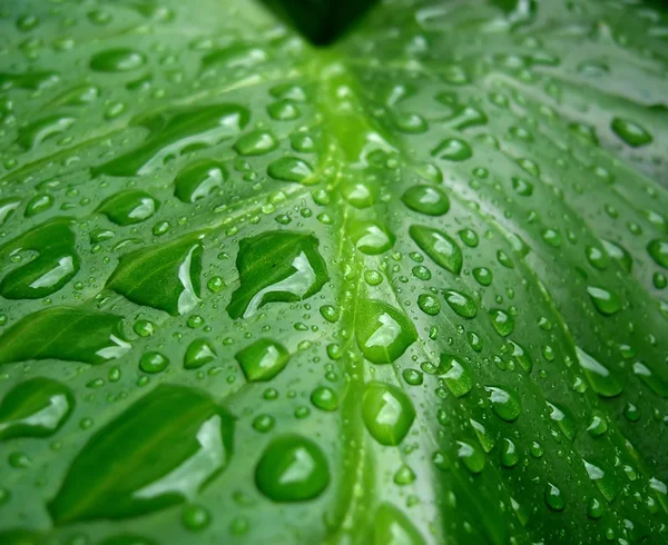 Su yeşil yaprağa düşer. — Stok fotoğraf