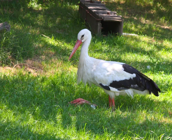 Stock image Stork