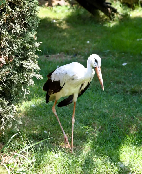 stock image Stork