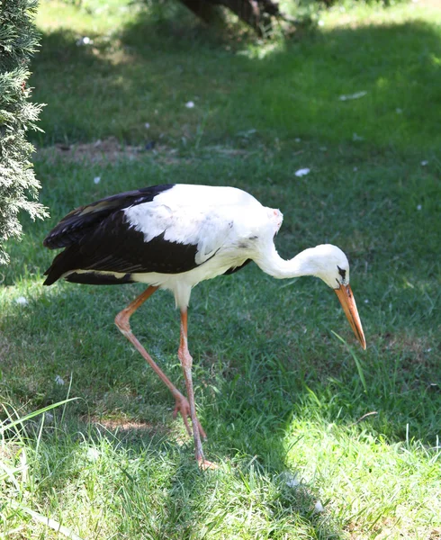 stock image Stork