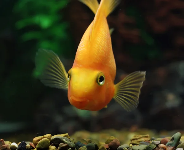 Stock image Aquarium fish