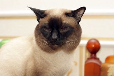 Old siamese cat clipart