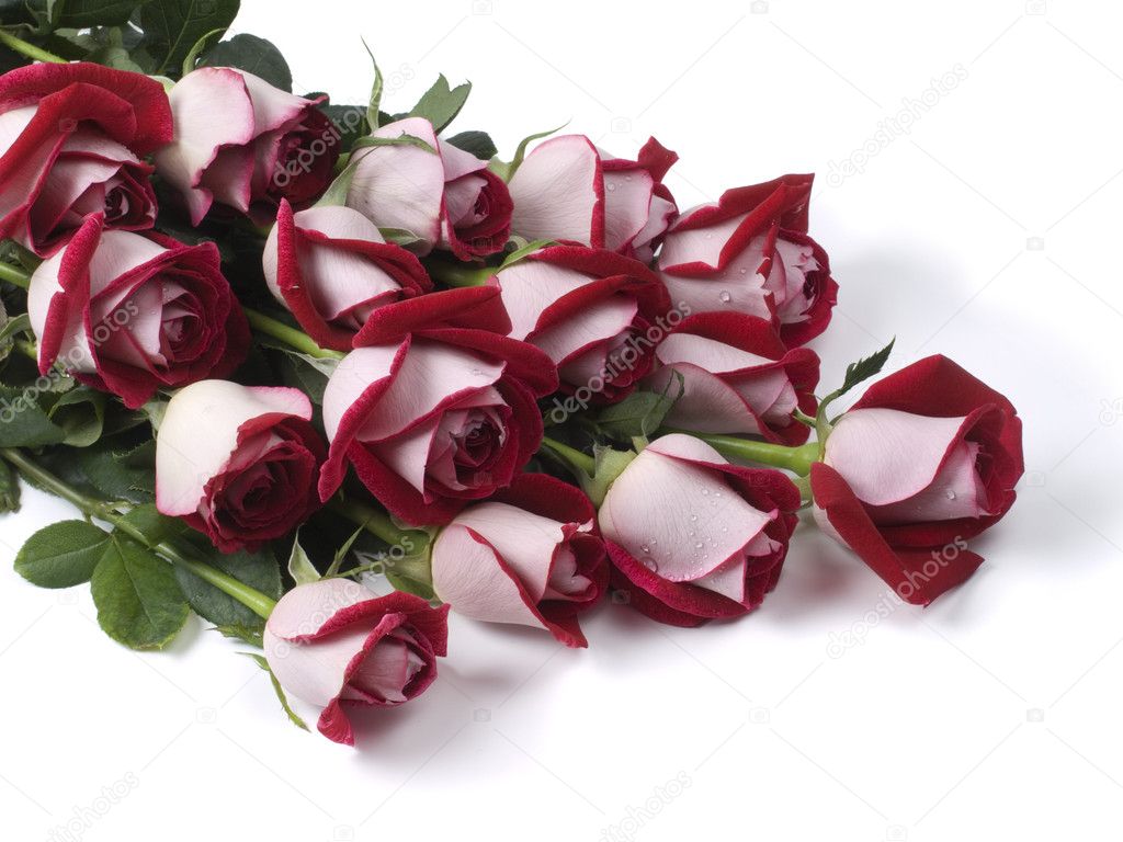 Fifteen red-white roses on a white backg — Stock Photo © nolan777 #1158349