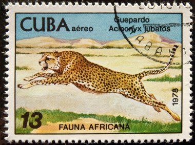 Postal stamp. The cheetah is an atypic clipart