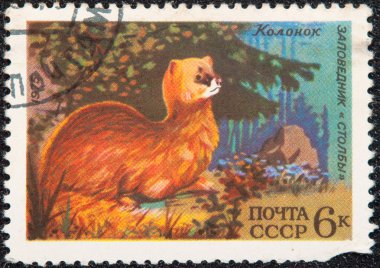 posta pulu. Sibirya dağ gelinciği