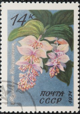 Vintage stamp depicting Medinilla clipart