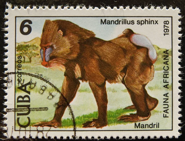 stock image Postal stamp. The Hamadryas Baboon is