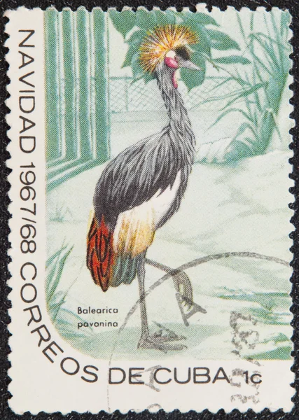 stock image Postal stamp. The Black Crowned Crane