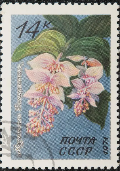 stock image Vintage stamp depicting Medinilla