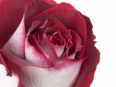 beyaz zemin üzerine kırmızı-beyaz gül