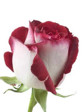 beyaz zemin üzerine kırmızı-beyaz gül