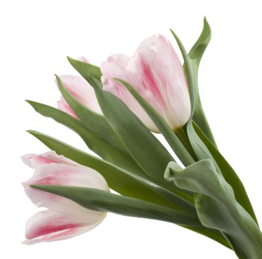 Beyaz arka planda pembe laleler