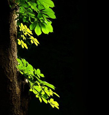 bir kestane ağacı yaprakları