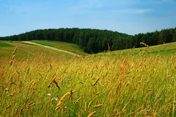 Meadows on hills — Stock Photo, Image