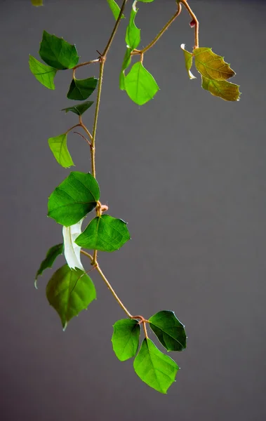 stock image Fresh leaves