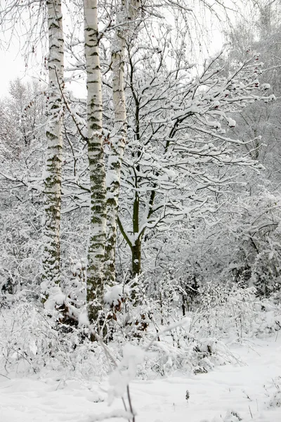 Nieve invierno — Foto de Stock