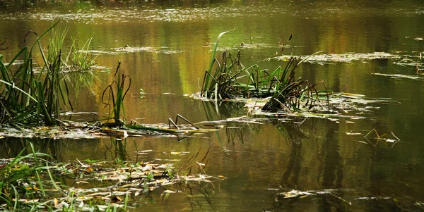 stock image Pond