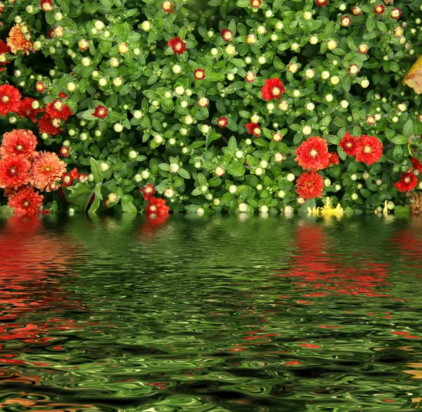Flowers and leaves reflected in water — Stock Photo, Image