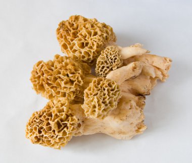 mantar morels