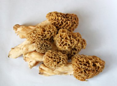 mantar morels