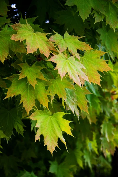 Fresh young spring maple leaves — Stock Photo, Image