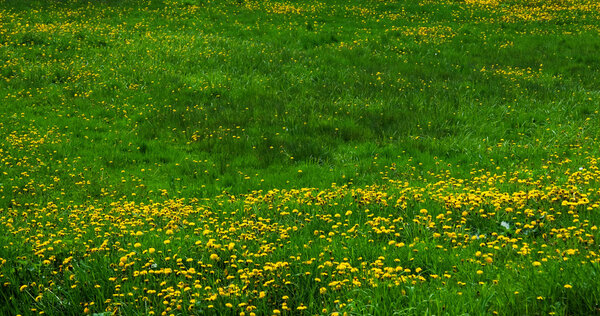 Lawn with dandelions magnificently blossoming in the spring