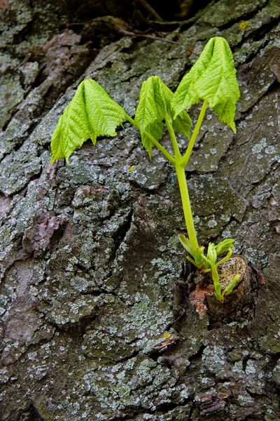 若い葉と枝 — ストック写真