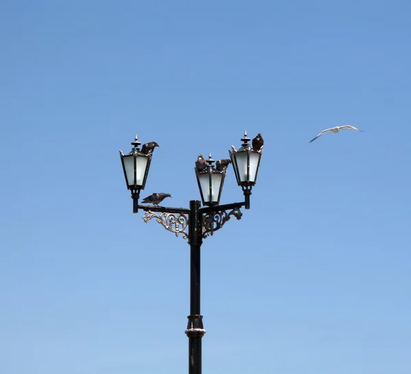 Lucerna a holubi — Stock fotografie