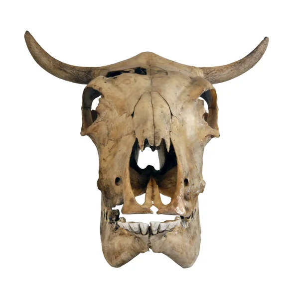 一头母牛的头骨 — 图库照片
