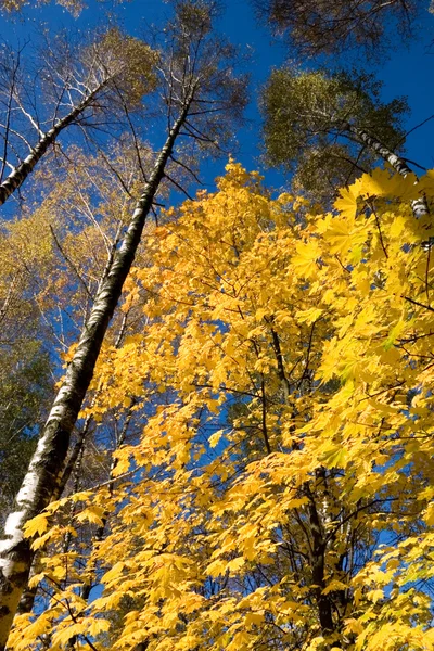 Κίτρινα φύλλα του σφενδάμνου ένα — Φωτογραφία Αρχείου