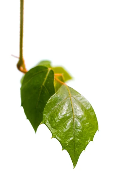 Rama con hojas — Foto de Stock