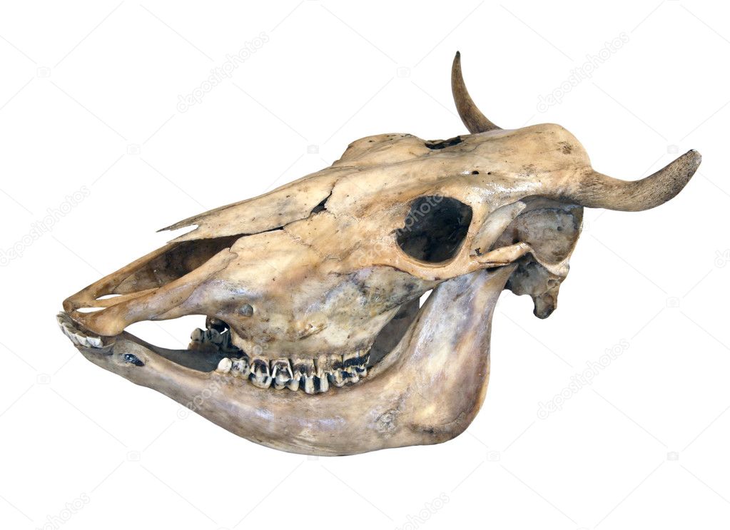 Skull of a cow
