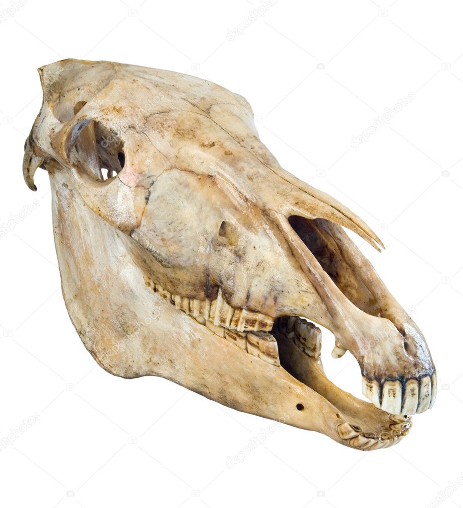Skull of a horse