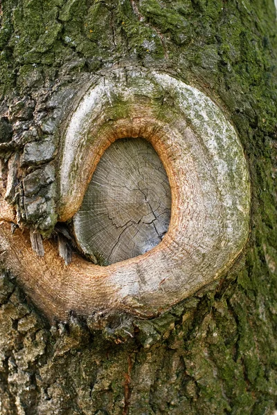Рана на дереві — стокове фото