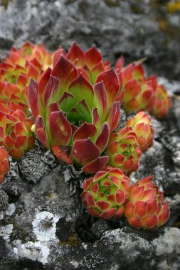 Sempervivum