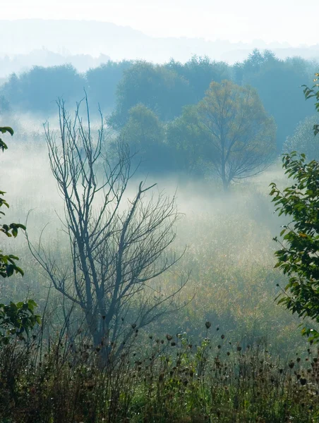 Nevoeiro da manhã — Fotografia de Stock