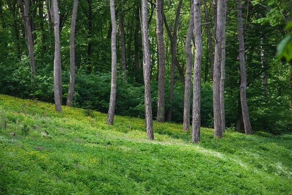 stock image Trees