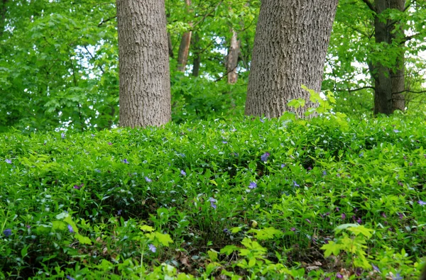 Frunza pădurii — Fotografie, imagine de stoc