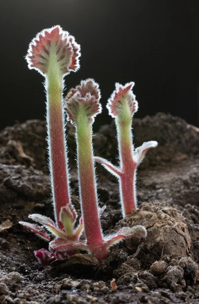 Jonge spruiten van een plant — Stockfoto