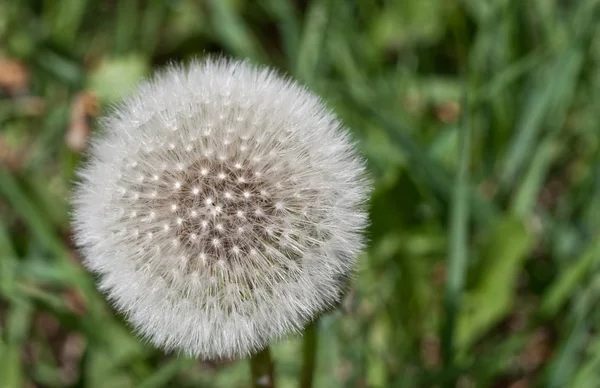 stock image Dandelion