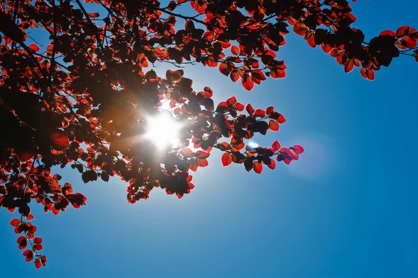 Słońce, światło i czerwone liście — Zdjęcie stockowe